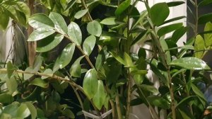 Девочка-Вальс