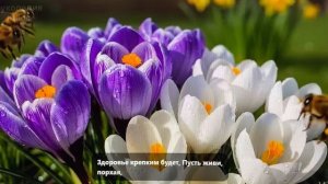 8 марта. С Праздником!