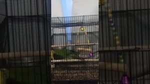 пытаемся спеть, рэп.