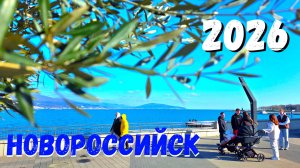 НОВОРОССИЙСК. ЗИМНЯЯ ВЕСНА.... МОРЕ и ЛЮДИ....САЖАЮ ОЛЕАНДРЫ и ЛИГИСТРУМ