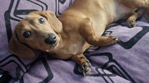 косточка, любимое занятие😊