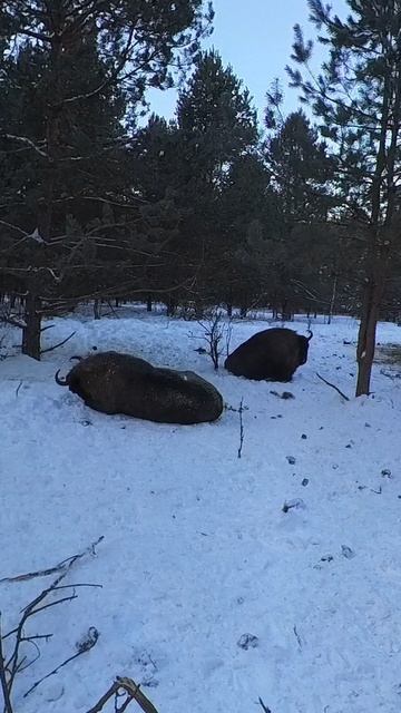 Зубры купаются в снегу