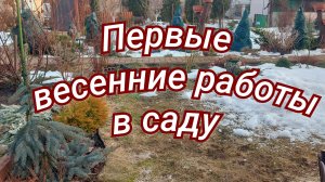 Обрезаю гортензии,розы #любимаядача 🌱🪻