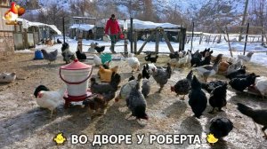 Содержание кур в домашних условиях и других птиц во дворе у Роберта 🐣🐤🦆🐔🪿🦃 (438)