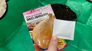 Посеяла лук Эксибишен. Обзор рассады лука.