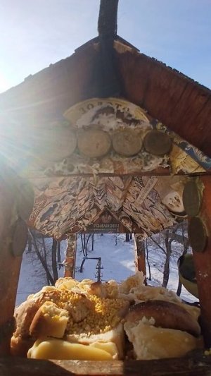 1000011365.mp4Кормушка.07.03.2026г.