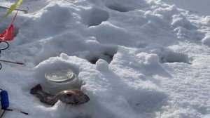 Поимки форели