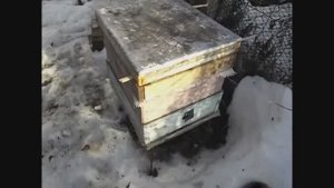 выставил в марте отводок, мало корма, подставляю рамки с кормом в гнездо к пчелам ( видео из архива