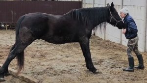 Мои городские кони