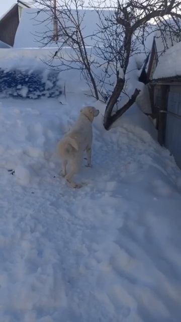 Солнечный медвежонок САО Хьюго 🍀 ищет 🏠❗Пост в описании  🎥 #собака #алабай #сао #овчарка #любоаь