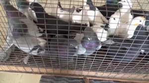 ЯРМАРКА ГОЛУБЕЙ В УФЕ 7 МАРТА 2026 ГОДА.