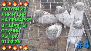 🔥💥🔥 Голуби из ЛНР и ДНР на ярмарке в г.Шахты. Птичий рынок 01.03.26. Pigeons Fair. Bird Market.