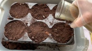 Сею семена овощей 06.03