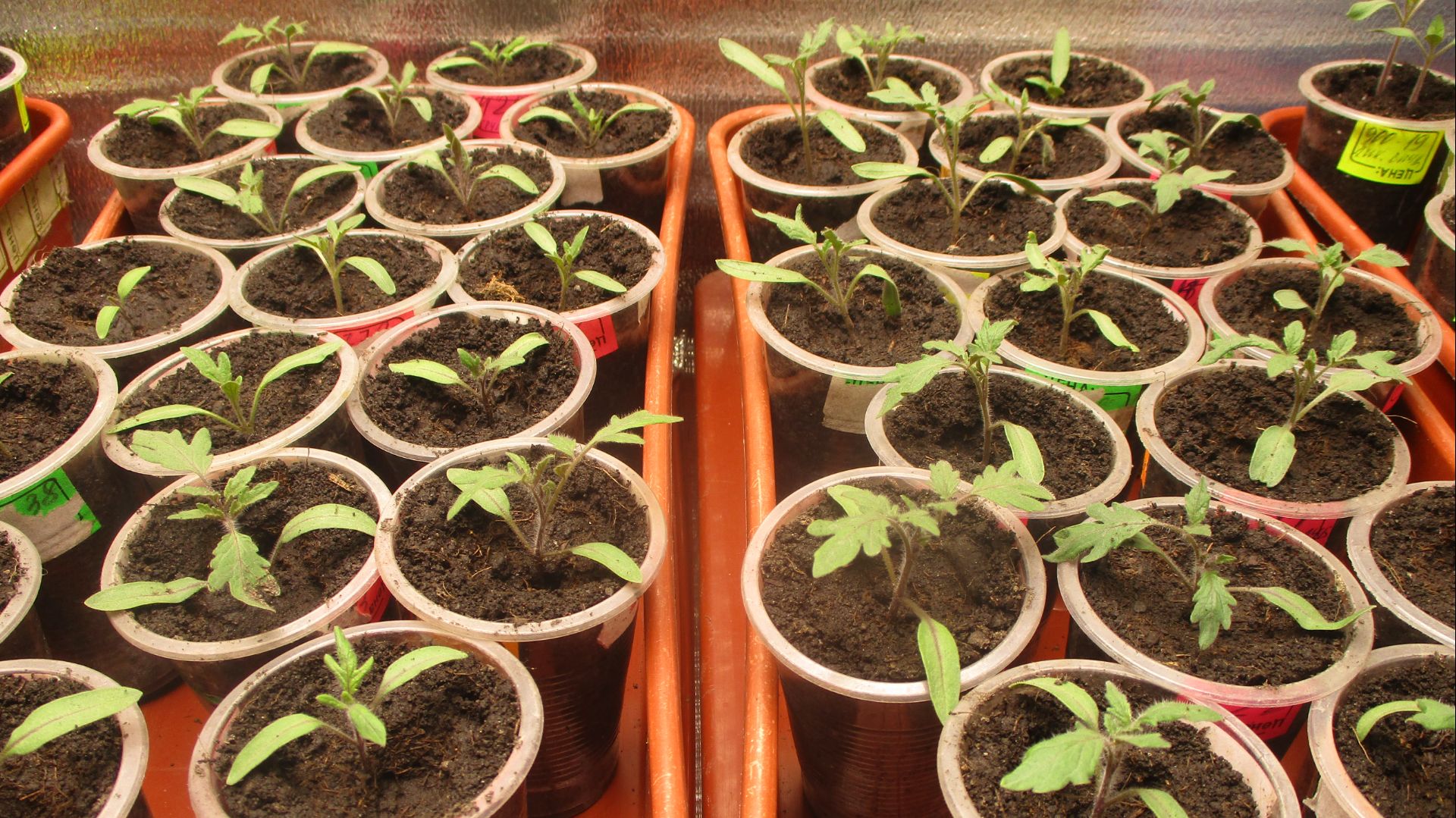 ПОСЕВЫ 2026-51. Обзор рассады после пикировки  на следующий день.