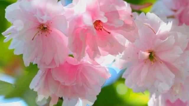 Проказница весна_ музыка и исполнение_ Олег Сапегин,слова_ Татьяна Зуева