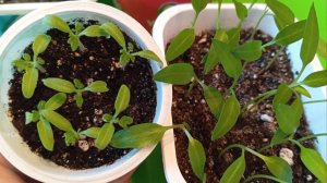 Ранняя пикировка перца и томатов. 🌱🍅🫑