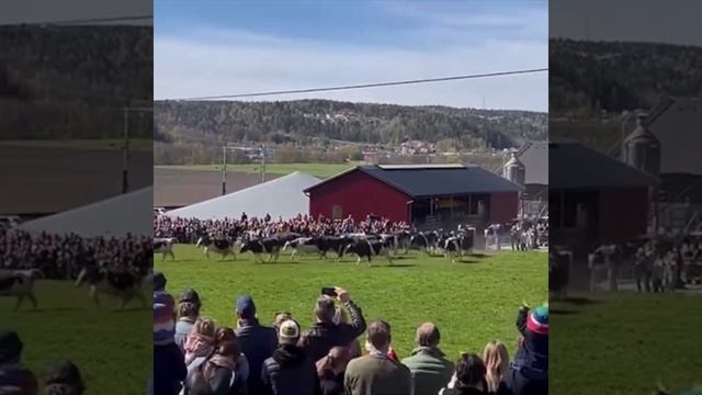 В Швеции коровы впервые с зимы выходят на улицу