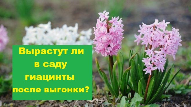 Купила гиацинты, выгнанные к весне, чтобы посадить в сад
