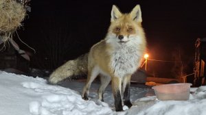 (1234) Лиса приходит в гости. Март 2024