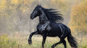 ЛОШАДИ❤️💙🩷🩵🩵🩷🩷🩷🩷🩷🌷🌹🐴🐴🐴🐴🏞️❤️🧡💛💚🩵💙💜💝💖🐎🐎🐎🐎