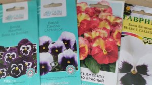 Какие сорта виолы я буду сажать у нас в саду