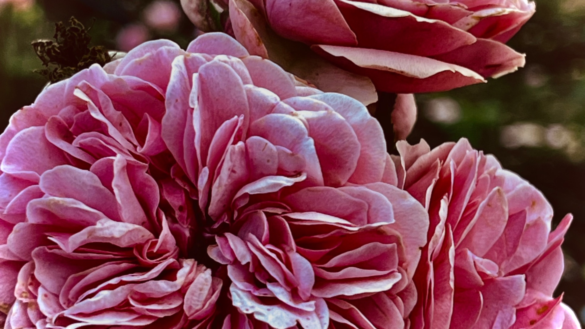 Some Lonesome — Малышка