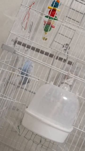 Бой с тенью 👊 #shorts #смешноевидео #попугаи