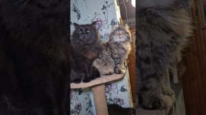 Ведь не напрасно душа болит 😇🌞🌈❤️🙏😻🐶🌍