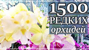 ZeboOrchids: ВЫ ДОЛЖНЫ ЭТО УВИДЕТЬ!  НЕВЕРОЯТНЫЙ Обзор-Распаковка НОВОЙ Поставки .