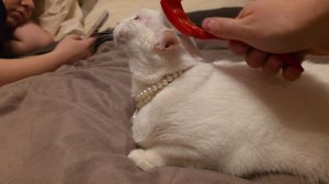 Милку вычёсывают, она тарахтит