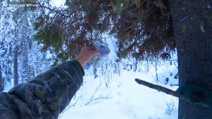 ВТОРОЙ ДЕНЬ ОТКРЫВАЮ КАПКАНЫ. ОДИН ИЗ ЛУЧШИХ ВАРИАНТОВ ПОВЕСИТЬ ПРИВАДУ. 5 серия