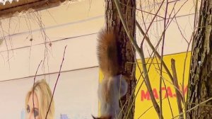 Встретили чудесную белку у тц Нептун, Асбест, Средний Урал