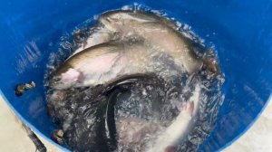 Привоз новой партии форели