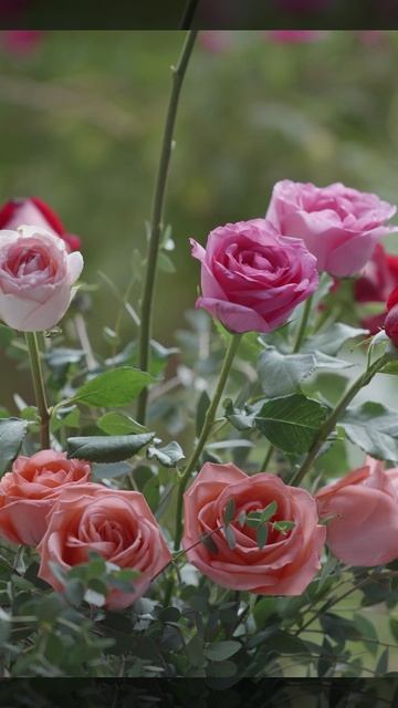 Магия красоты #shorts #YouTubeShorts #viral #trending #fyp #viralshorts #foryou