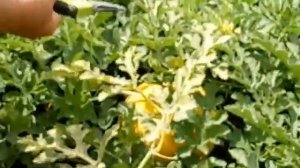 Дача 6 соток арбузы привитые на лагенарию Первый арбуз.