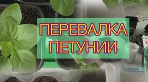 Перевалка петунии из стаканчиков 200 мл в 500мл 2025 год