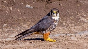 Чеглок - Птицы России - Фильм 74