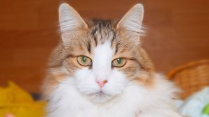 Наши кошечки и котики. Смотрим и влюбляемся!