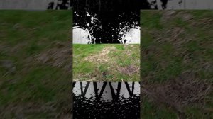 Ищу ПСИНУ-Собаку 1 часть.