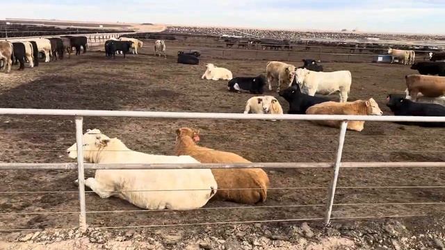 Easy Livin For These Cows (ep.21)