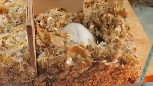 slivkishow хомяк Стёпа часть первая