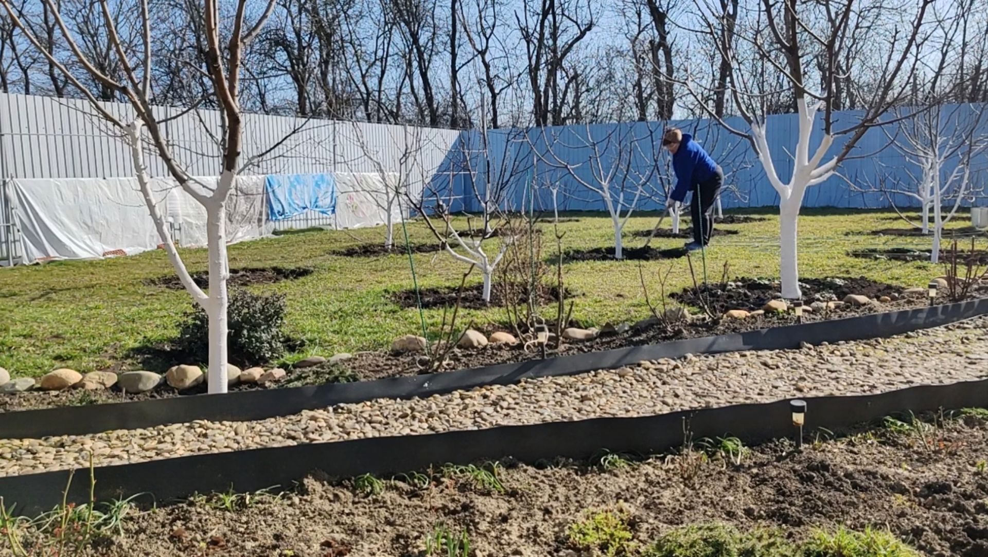 2-4.03.26. Подкармливаем, пропалываем, пересаживаем. Золушка. Примула.