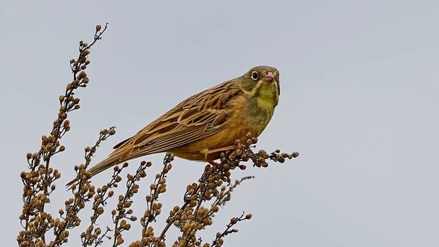 Овсянка садовая