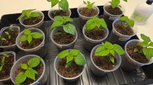 ОБЗОР РАССАДЫ 7 МАРТА 2026. ПОДКОРМКИ. ПЛАН ПОСЕВОВ.