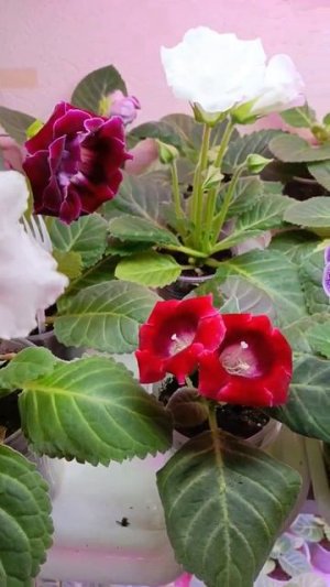 как я поливаю свои глоксинии 🏵🌿