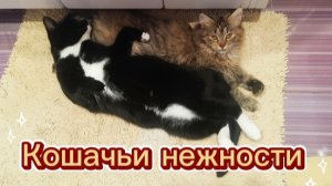 Кошачьи нежности. Заботливая Чикуля