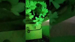 Букет норм?!?!?