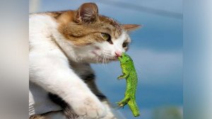 #смешныевидео -1121