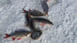 2026 мартовский клев