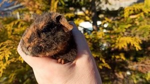 Алиса Елисеевна #морская_свинка #американский_тедди - дочь Мари Мистик Елисея  внучка Бонуса и Няши